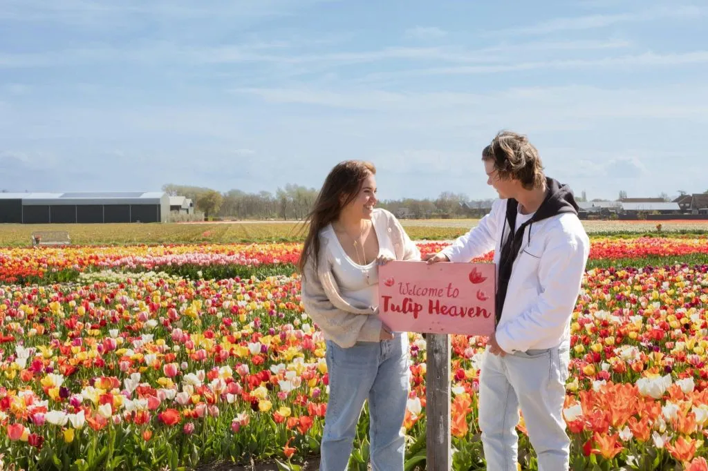 Experiência das Tulipas em Amesterdão + Desfile das Flores: Excursão de um dia a partir de Amesterdão