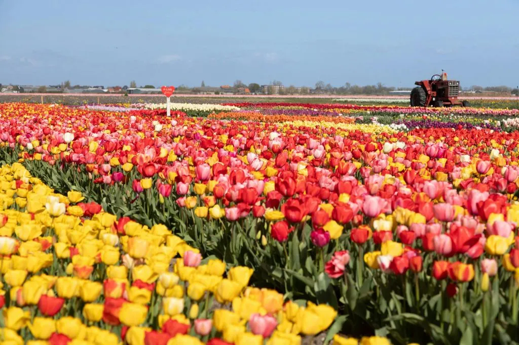 Experiência das Tulipas em Amesterdão + Desfile das Flores: Excursão de um dia a partir de Amesterdão