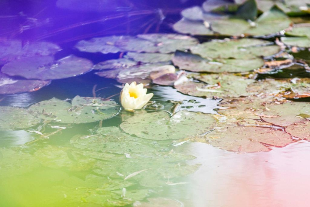 Giverny et Auvers-sur-Oise : visite guidée en petit groupe au départ de Paris