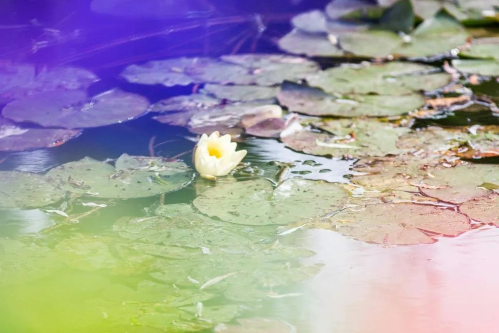 Giverny et Auvers-sur-Oise : visite guidée en petit groupe au départ de Paris