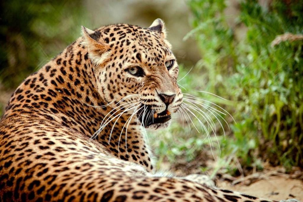 Zoo d'Abruzzo: Biglietto d'ingresso