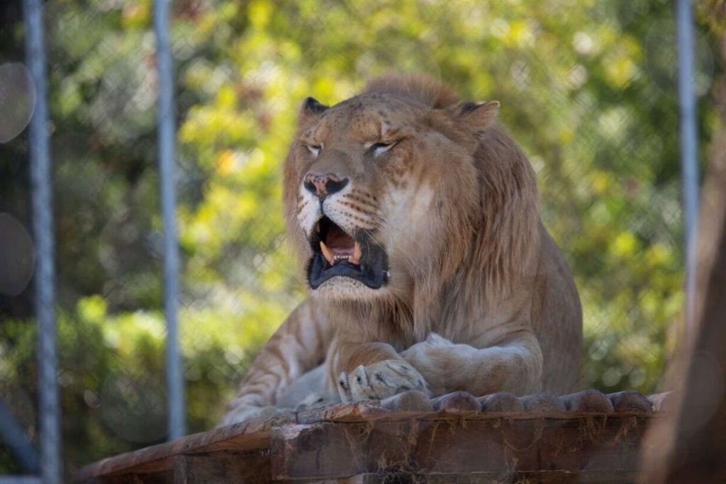 Zoo d'Abruzzo: Biglietto d'ingresso
