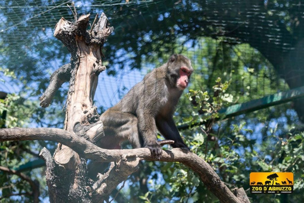 Zoo d'Abruzzo: Biglietto d'ingresso