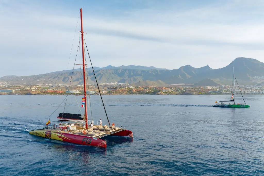 Tenerife: Excursión de 3 horas para avistar delfines y ballenas