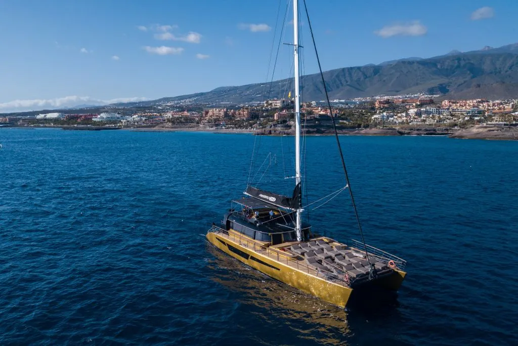 Tenerife: Excursión de 3 horas para avistar delfines y ballenas