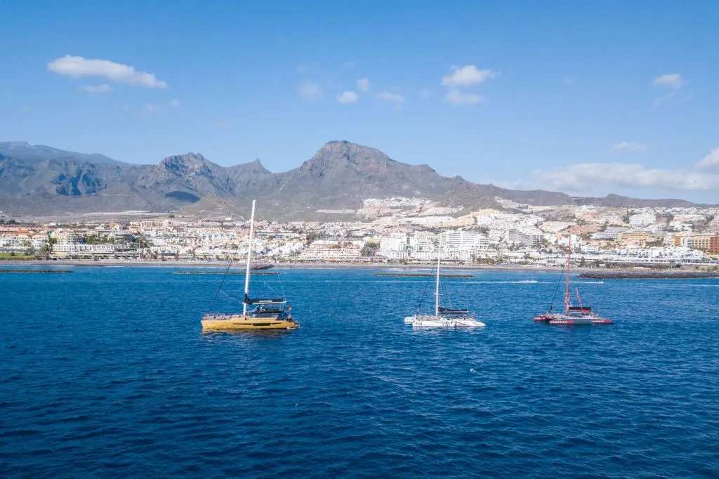 Tenerife: Excursión de 3 horas para avistar delfines y ballenas
