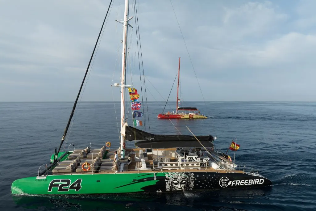 Tenerife: Excursión de 3 horas para avistar delfines y ballenas
