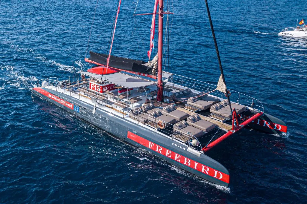 Tenerife: Excursión de 3 horas para avistar delfines y ballenas