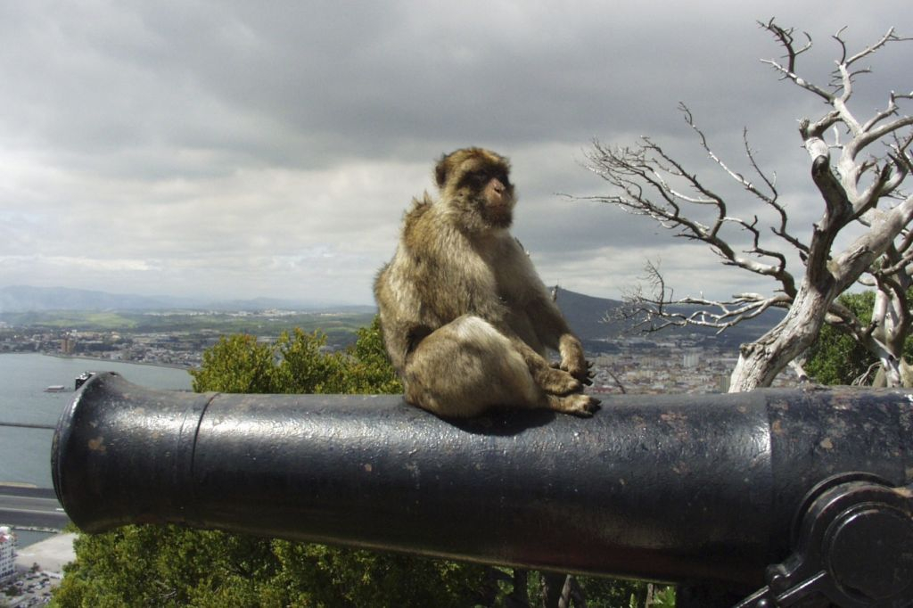 Peñón de Gibraltar: Excursión de un día desde Málaga