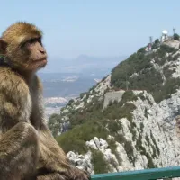 Rock of Gibraltar: Day Trip from Málaga