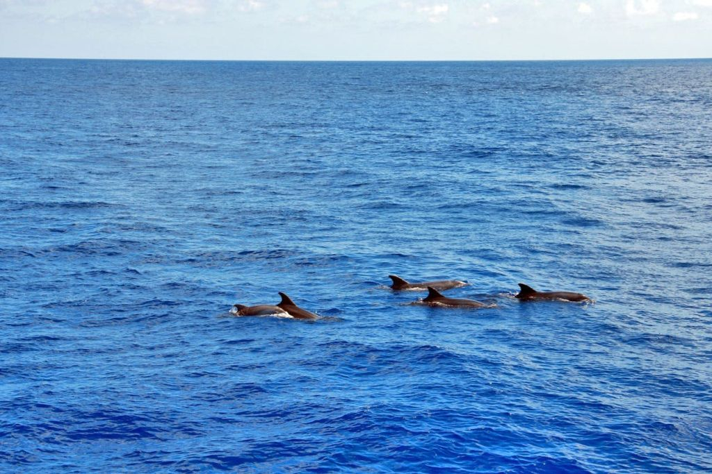 Santa Ponsa: Observación de delfines en barco con fondo de cristal