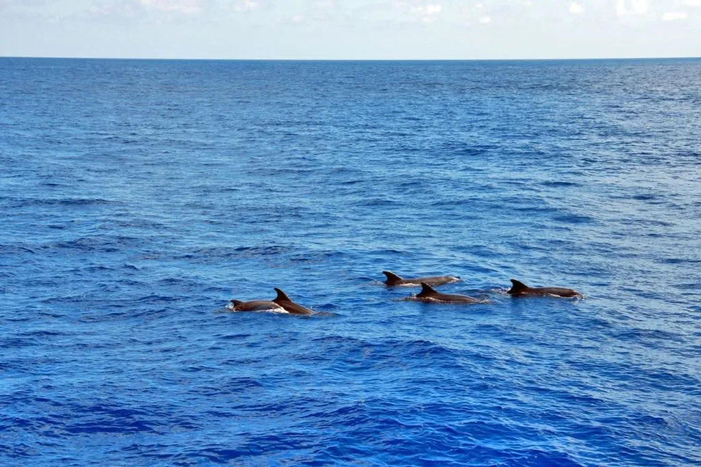 Santa Ponsa: Observación de delfines en barco con fondo de cristal