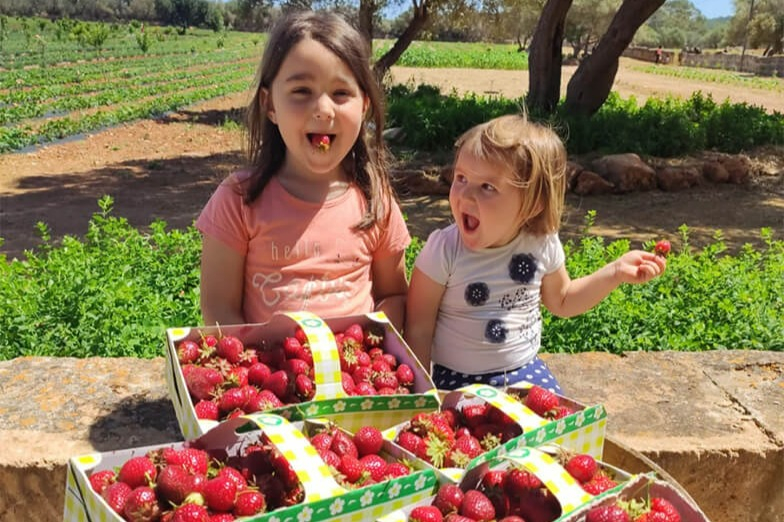 Fresópolis Guided Farm Tour with Optional Activities