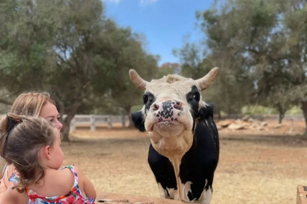 Fresópolis Guided Farm Tour with Optional Activities