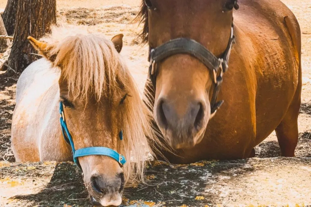 Fresópolis Guided Farm Tour with Optional Activities