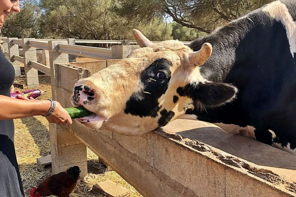 Fresópolis Guided Farm Tour with Optional Activities