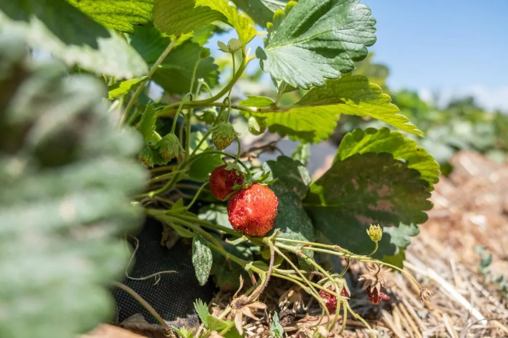 Fresópolis Guided Farm Tour with Optional Activities