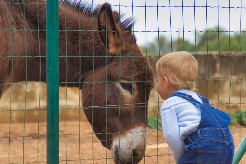 Fresópolis Guided Farm Tour with Optional Activities