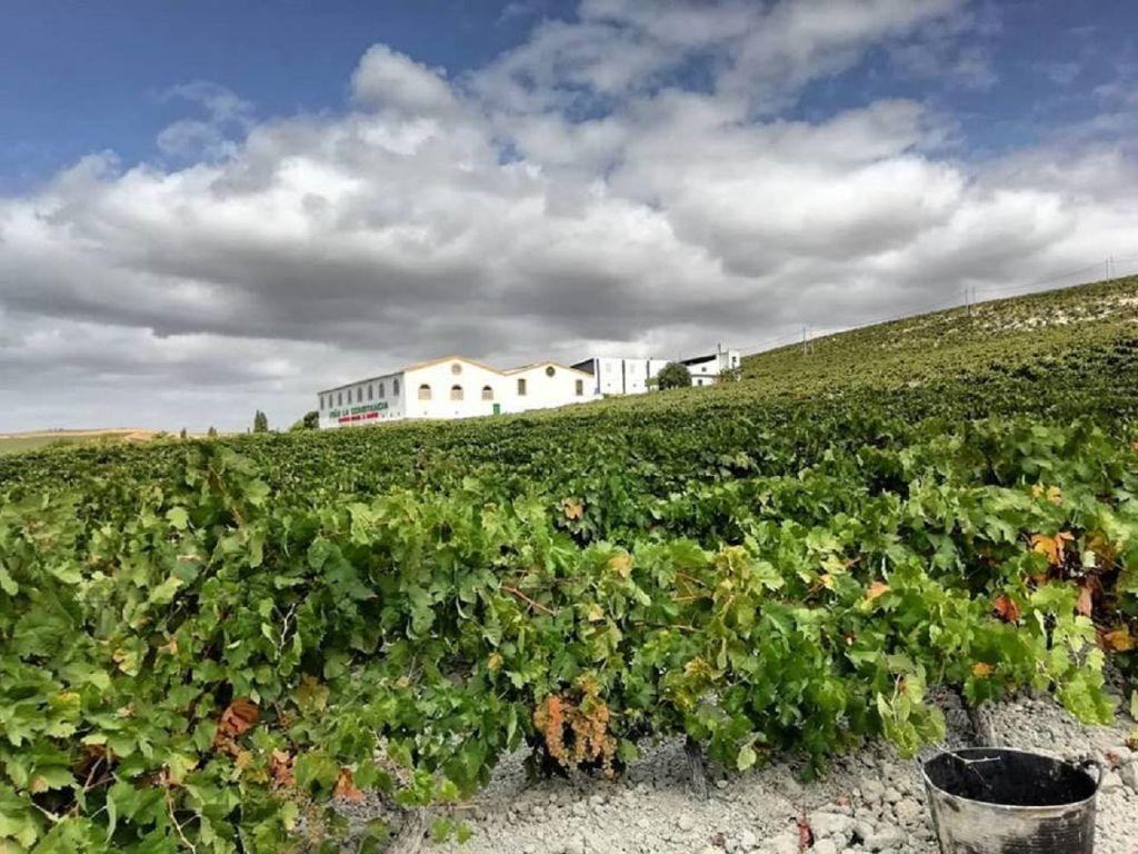 Winery Viña La Constancia: Exclusive Guided Tour & Wine Tasting