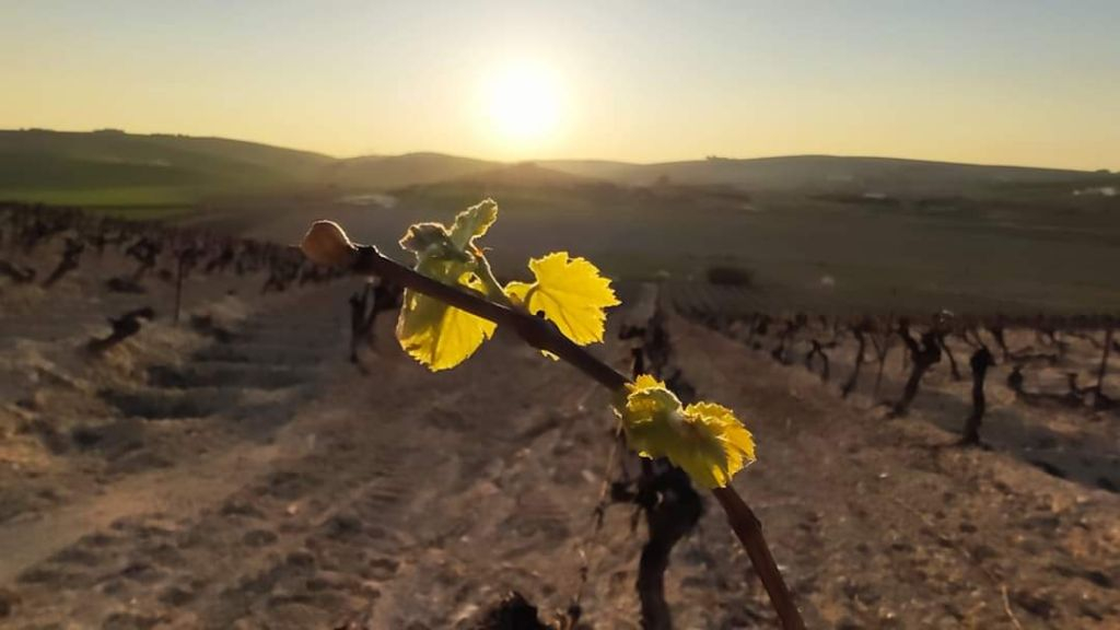 Winery Viña La Constancia: Exclusive Guided Tour & Wine Tasting