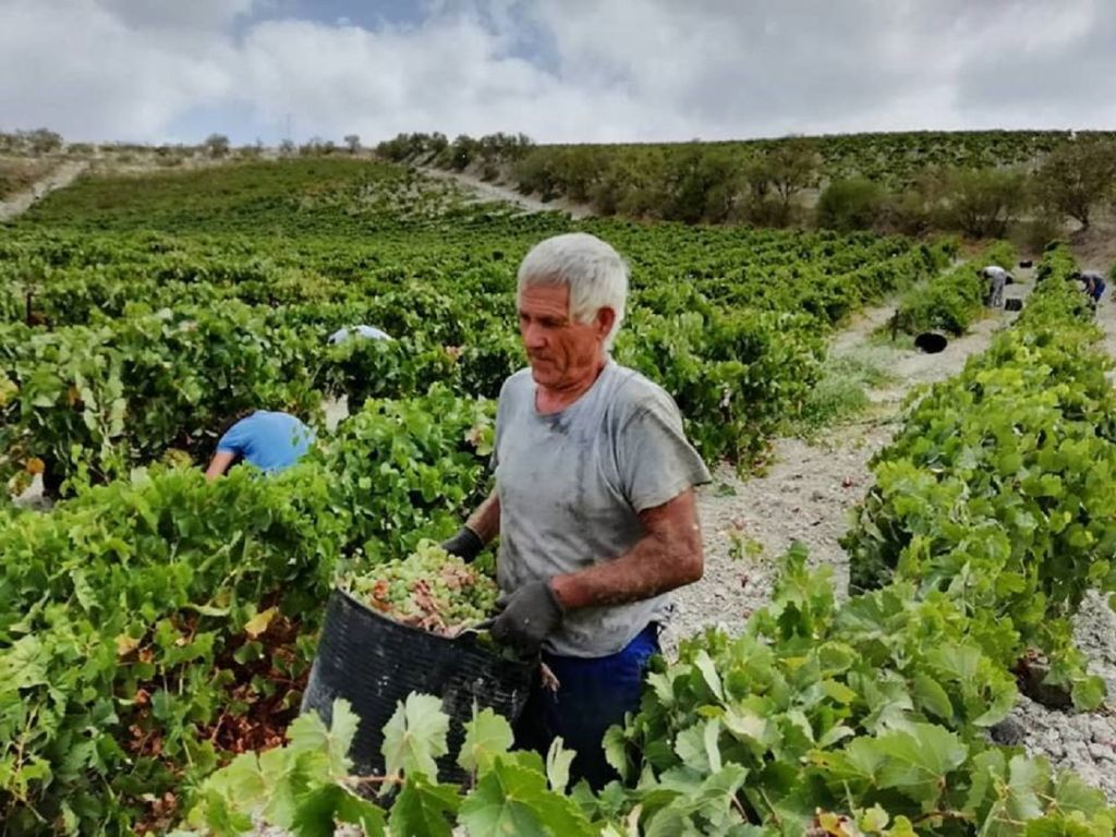 Winery Viña La Constancia: Exclusive Guided Tour & Wine Tasting