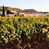 Penedès Wine Cellar Visit + Tasting: Day Trip from Barcelona