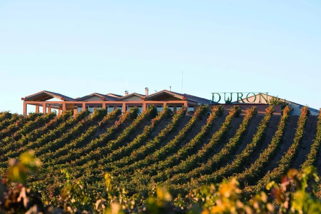 Visit with Wine, Appetizer and Tasting Menu Option in Ribera del Duero