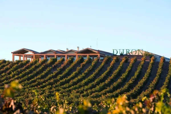 Visita com Vinho, Aperitivo e Opção de Menu de Degustação em Ribera del Duero