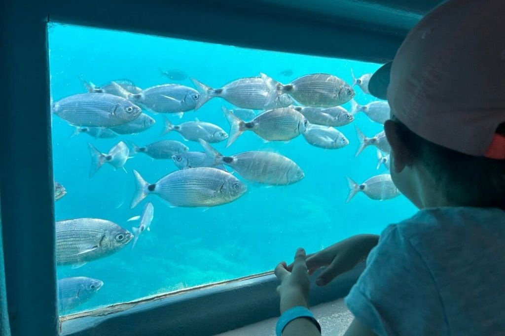 Excursión en Barco de Cristal al Cap Norfeu desde Roses y Santa Margarita
