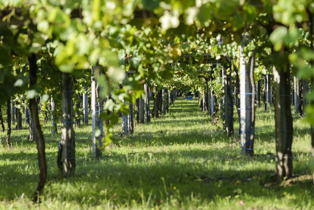 Bodegas Granbazán: Visita guiada y cata de vinos