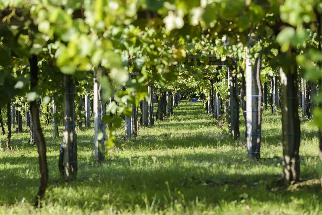 Granbazan Winery: Guided Tour and Wine Tasting