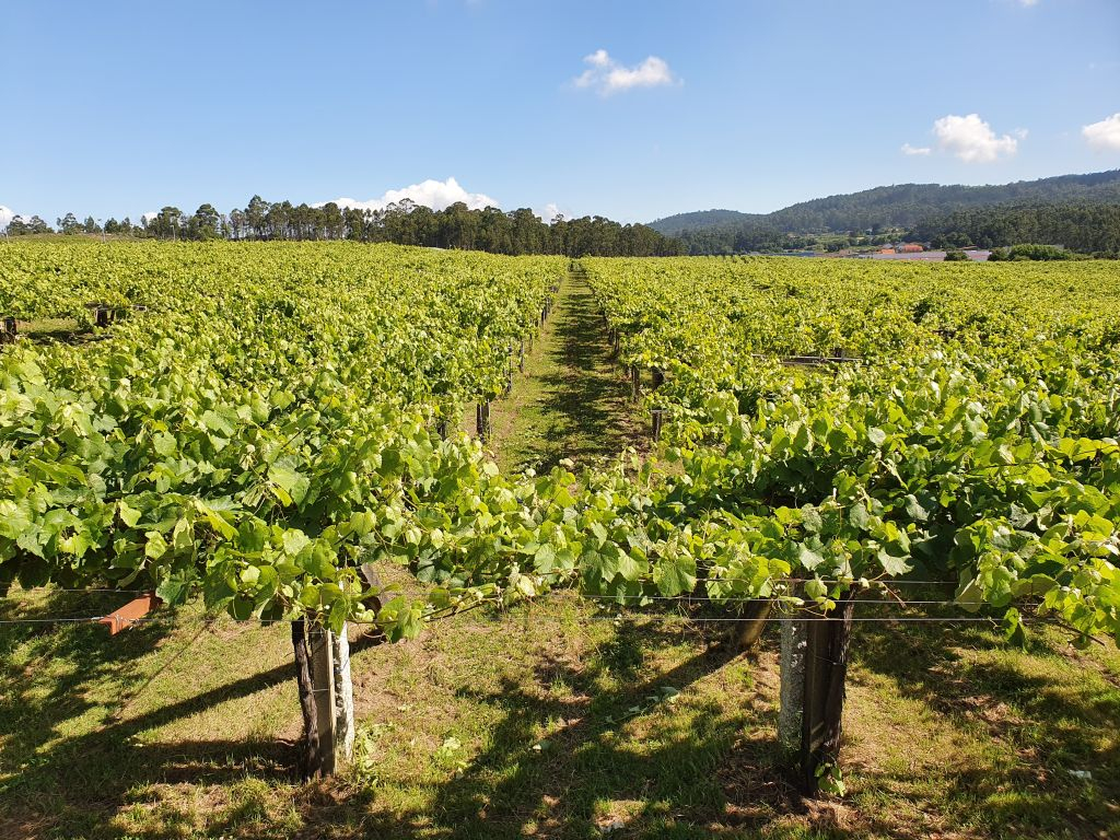Bodegas Granbazán: Visita guiada y cata de vinos