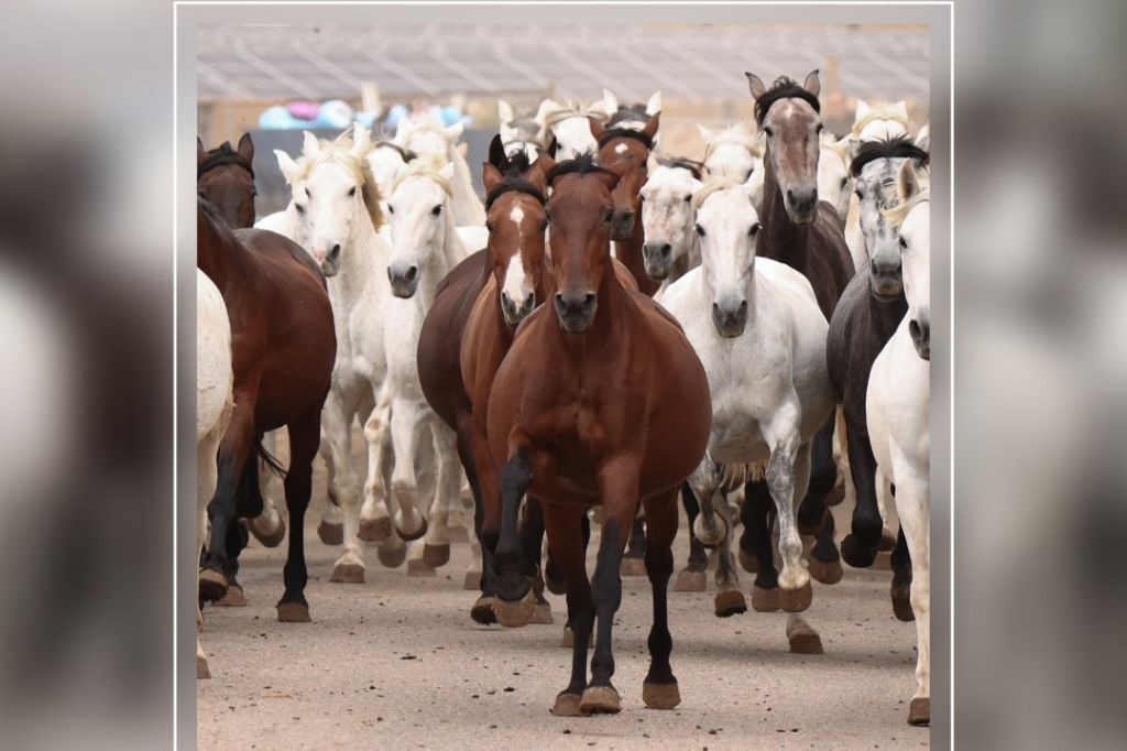 Sevilla Equestrian: The Story of A Champion