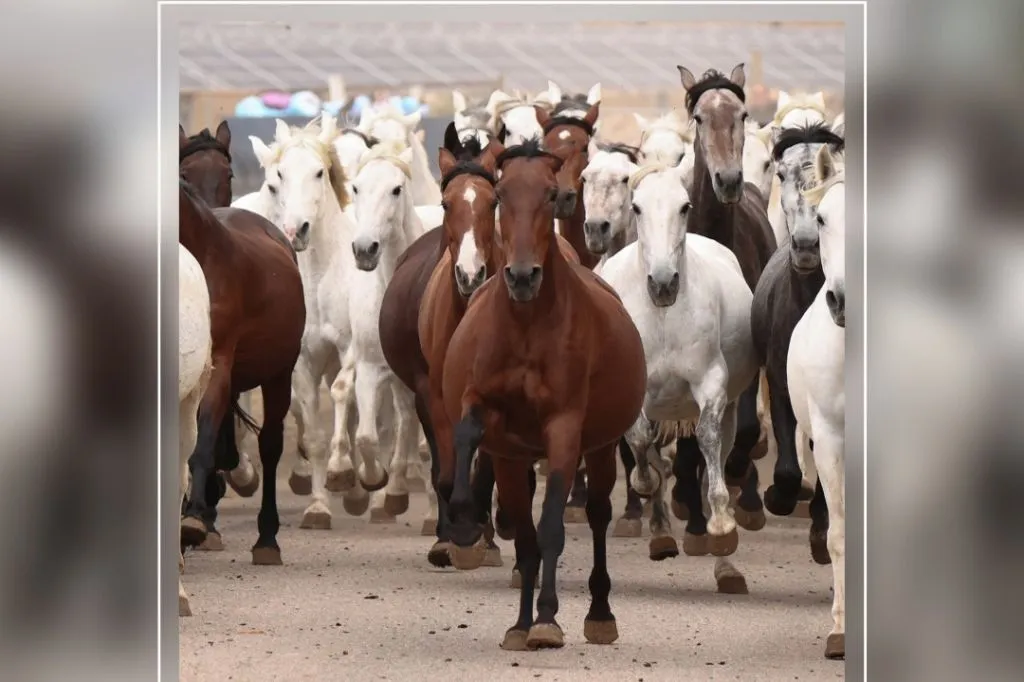 Sevilla Equestrian: The Story of A Champion