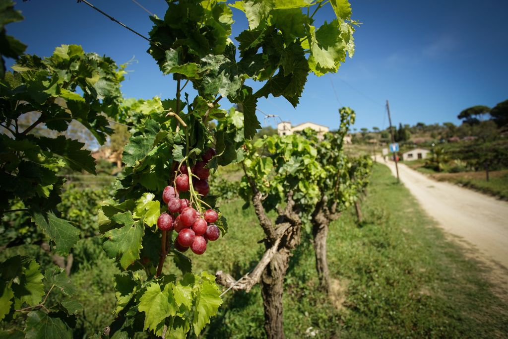 Sailing Experience, Vineyard Tour & Wine Tasting from Barcelona