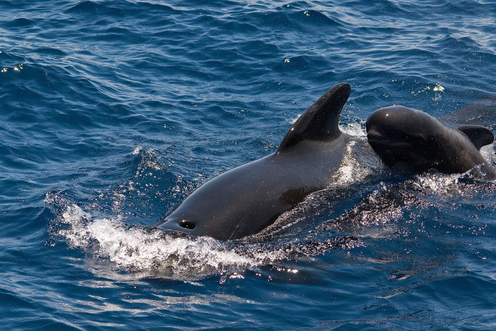 Observação de baleias e golfinhos a bordo de um veleiro