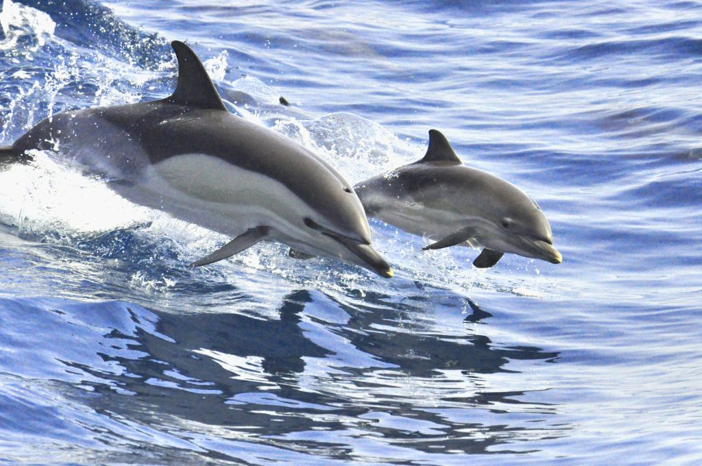 Tenerife: Passeio de barco a vela de 3 horas para observação de baleias e golfinhos com sanduíche e bebidas