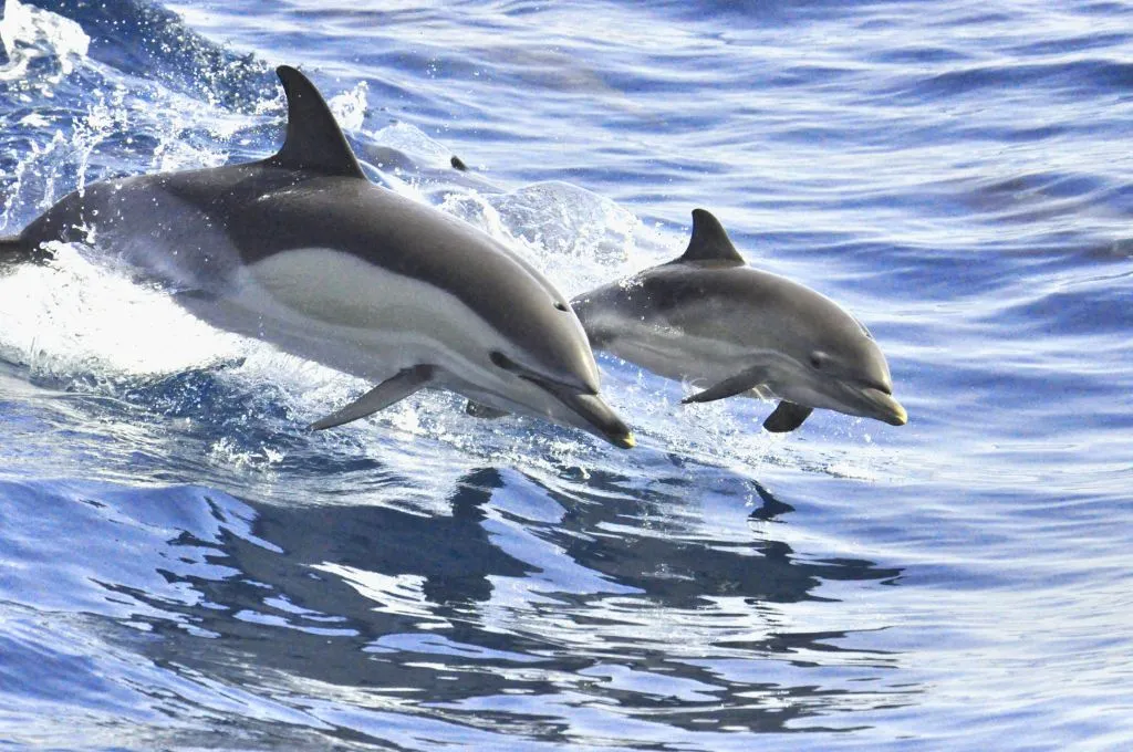 Observación de delfines y ballenas en velero