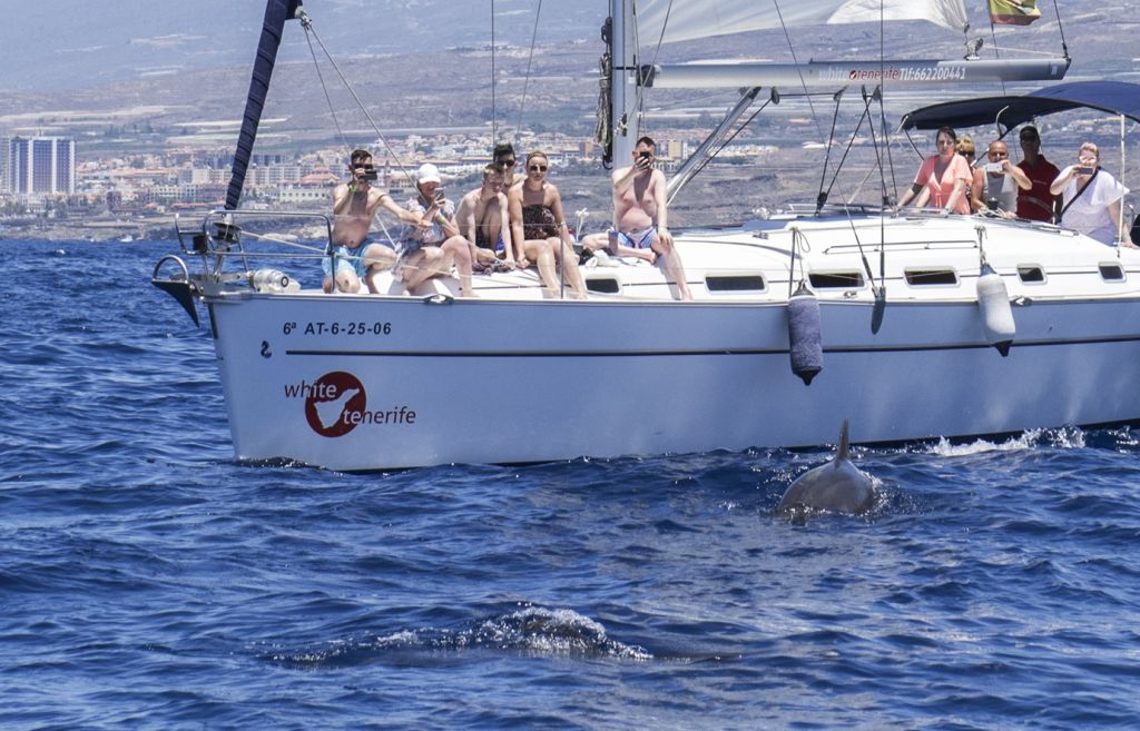 Observação de baleias e golfinhos a bordo de um veleiro