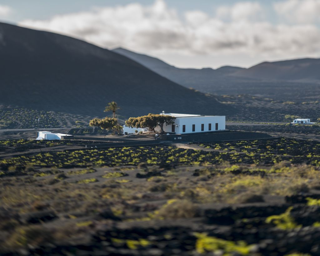 Bodega El Grifo y Museo del Vino