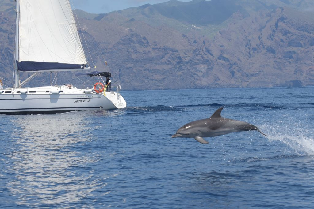 Los Gigantes: Excursión privada en velero de 6 horas con baño, bebida y tapas