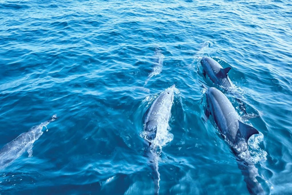 Palma de Mallorca: Dolphin Watching Boat Excursion