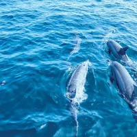 Palma de Mallorca: Dolphin Watching Boat Excursion