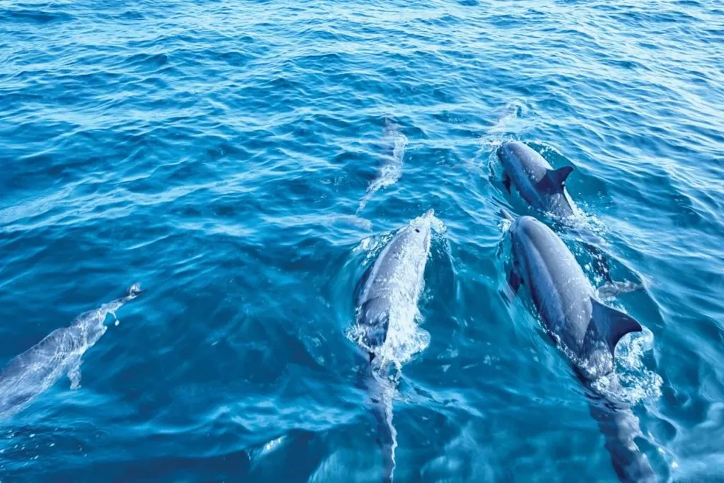 Palma de Mallorca: Excursión en barco para avistar delfines