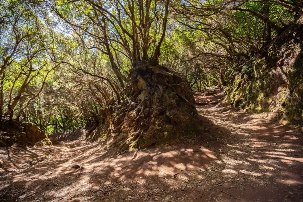 Excursión guiada en el Parque Rural de Anaga