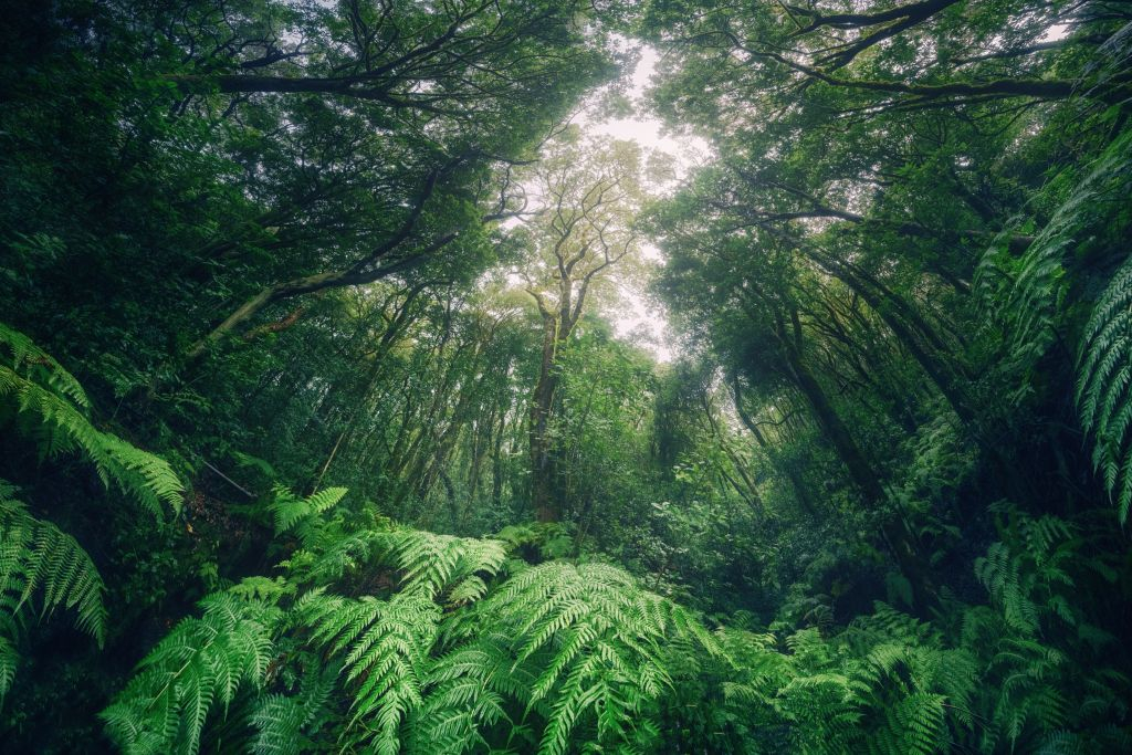 Guided Excursion in the Anaga Rural Park