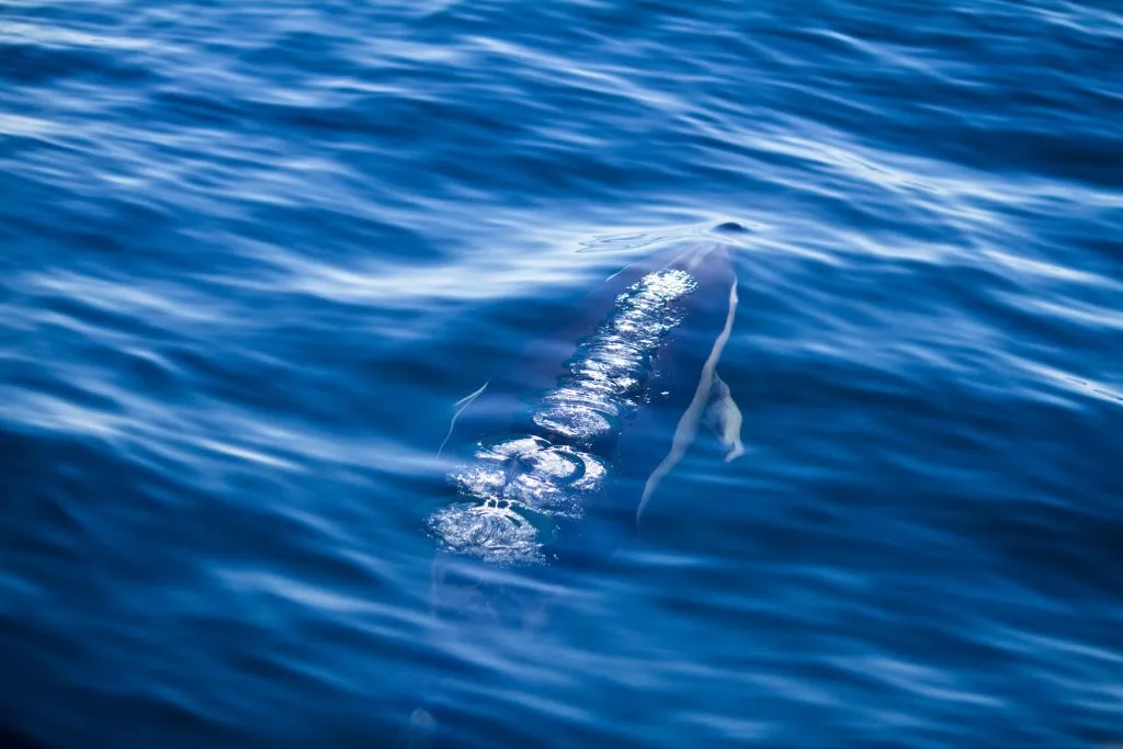 Mallorca: 2-Hour Sunrise At Sea & Dolphin Tour