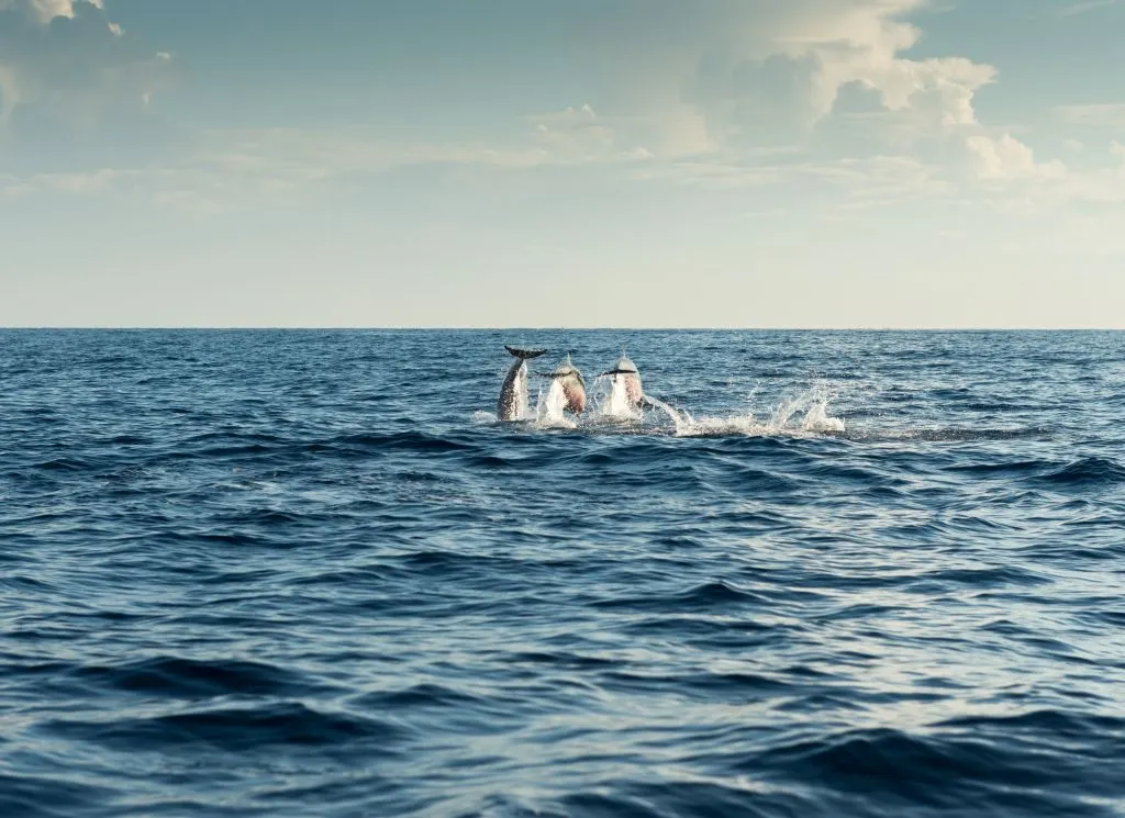 Mallorca: 2-Hour Sunrise At Sea & Dolphin Tour