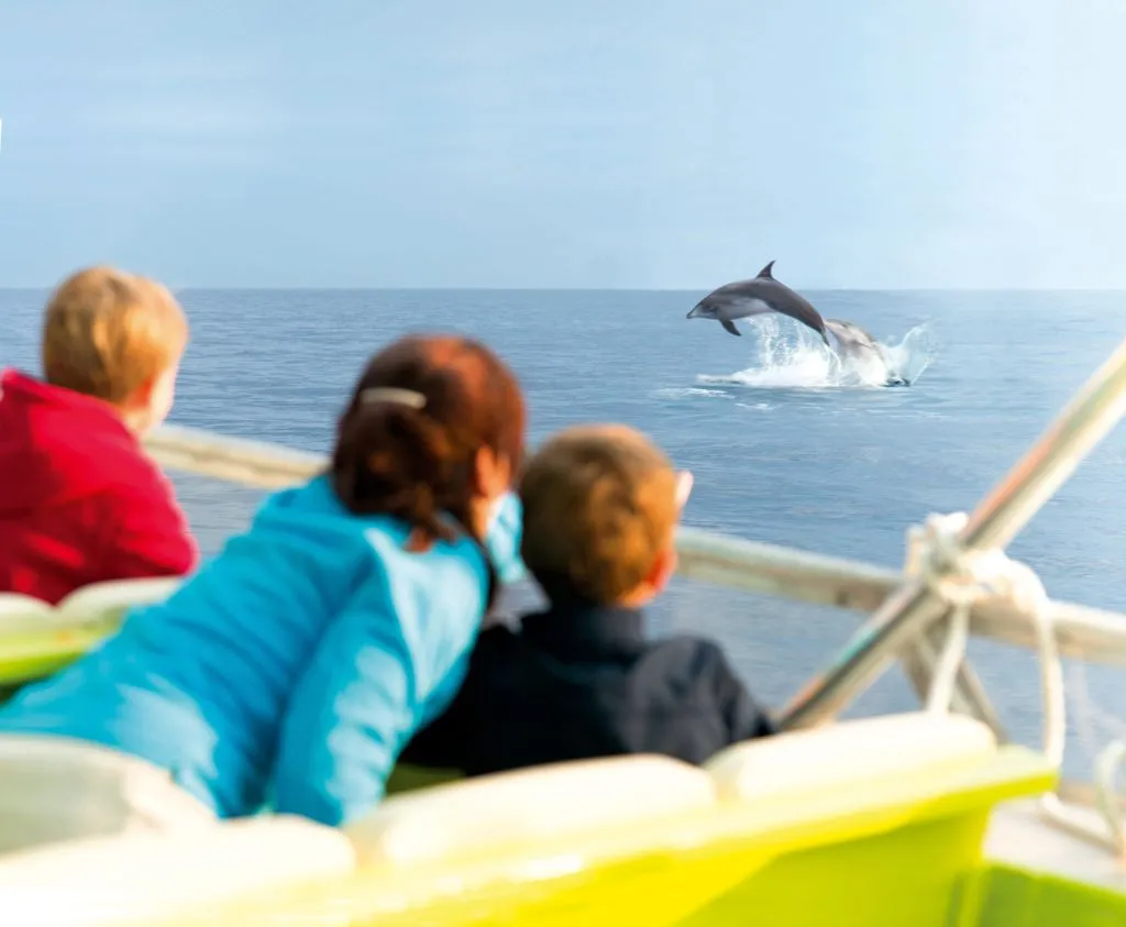Mallorca: 2-Hour Sunrise At Sea & Dolphin Tour
