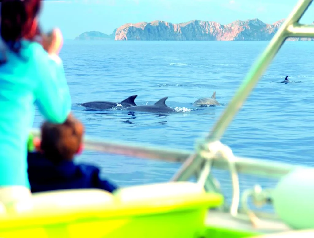 Mallorca: 2-Hour Sunrise At Sea & Dolphin Tour